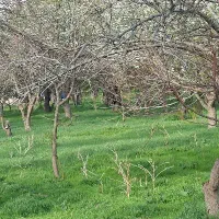 پیاده روی ، طبیعت گردی ، کوهنوردی