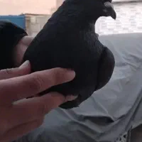 کبوتر زاغ|پرنده|آق قلا, |دیوار