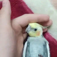 عروس هلندی گم شده