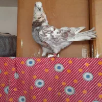 نر گرگی کاکل خال قدیم درجه یک
