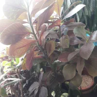 گل گیاه آپارتمانی|گل و گیاه طبیعی|پردیس, فاز ۳|دیوار