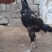 مرغ لاری
