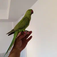 جوجه طوطی ملنگونر رام دستی و سخنگو  کینگ سایز