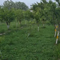 اجاره ۶۵۰۰متر سالن، ویلا، باغ جهت دامداری،کارگاه|اجارهٔ دفتر صنعتی، کشاورزی، تجاری|مرند, |دیوار