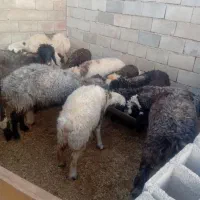 میش بره بیگ