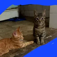 بچه گربه مجانی|گربه|نظرآباد, نظرآباد|دیوار