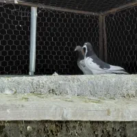 کفتر|پرنده|شیراز, کوشک میدان|دیوار