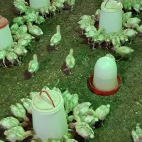 جوجه بوقلمون بیوتی۶زرین