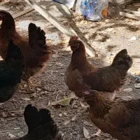 ۸عدد مرغ تخم گذار|حیوانات مزرعه|بستان آباد, |دیوار