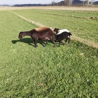 میش قزل افشار