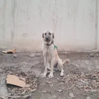 واگذاری پژدر توله نر|سگ|تهران, شادآباد|دیوار