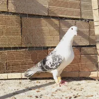 نرراست کلاغ دوم اس اس شقه|پرنده|مشهد, انقلاب|دیوار