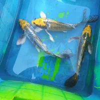 فروش ماهی کوی سوپر باله بلند تایلندی