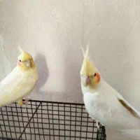 یک جفت عروس هلندی لوتینو