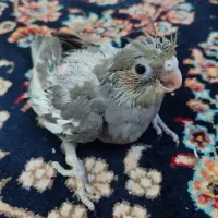جوجه عروس|پرنده|قم, مسجد امام حسن|دیوار