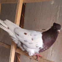 کفتر کبوتر|پرنده|مشهد, یاس|دیوار