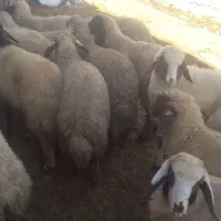 بره پاییزه شیری|حیوانات مزرعه|کرمانشاه, |دیوار