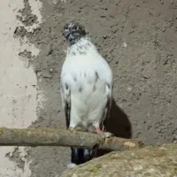سلام کفتر ۵ عدد کفتر پرشی به شرط پرش میدم