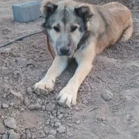 واگذاری سگ|سگ|تهران, مشیریه|دیوار