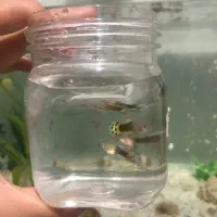 ماهی گوپی نر|ماهی|بجنورد, |دیوار