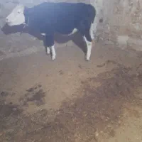گوساله سیمینتال