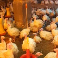 بوقلمون گوشتی  بیوتی شیش 100 روزه|حیوانات مزرعه|سبزوار, ابارش|دیوار