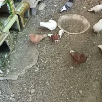 فروش جوجه گره و درجایی