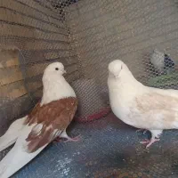 کبوتر دوکت تهرانی