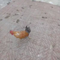 فروشغازوخروس|حیوانات مزرعه|بندر امام خمینی, |دیوار