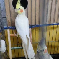 عروس هلندی مولد