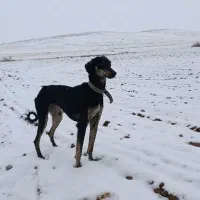 توله تازی|سگ|مشکیندشت, |دیوار