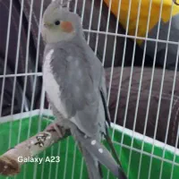 جفت عروس هلندی خاکستری و آهویی