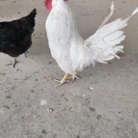 خروس سفید
