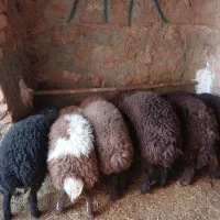 فروش بره|حیوانات مزرعه|زنده رود, |دیوار