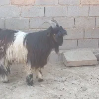 کهره نر بز