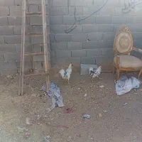 خروس گلین ۵ ماه