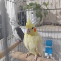 عروس هلندی مولد بی نظیر