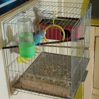 مرغ عشق نروماده+۸عددتخم قفس و تمامی امکانات