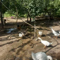 فروش تعدادی قو غاز و غاز محلی اردک خارجی گاز جوجه|حیوانات مزرعه|اردبیل, |دیوار