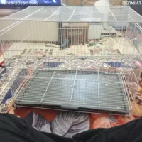 قفس 60 در 50