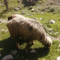 چوپان