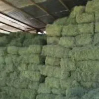 فروش یونجه پرس وکاه