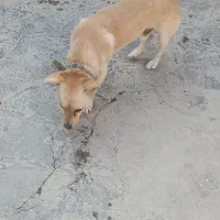 سگ پاکوتاه نر|سگ|خان ببین, |دیوار