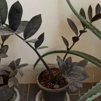 فروش گل و گیاه|گل و گیاه طبیعی|سمنان, |دیوار