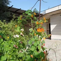 اجاره-روزانه-سوئیت-آپارتمان-خانه-ویلایی