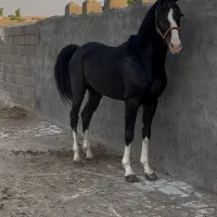 اسب مشکی پنج نشان
