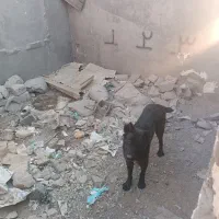 سگ قدرجونی|سگ|ورامین, ورامین|دیوار