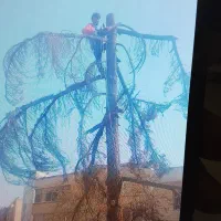 هرس .قطع درخت .جابجایی درخت .فروش نهال