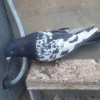 خال چپ و زاغ صید و سینه سیاه|پرنده|مشهد, نیزه|دیوار