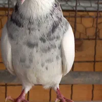 طوقی ودوکت، نراراکی،سرور، نوک ریز سینه ای|پرنده|اردکان, |دیوار